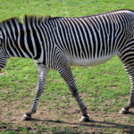 Zebras Streifen